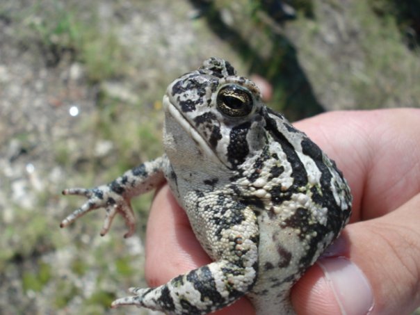 Foulers Toad- Pine Barrens, NJ