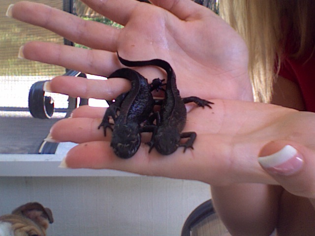 Found these 2 marked as FBNs. Come to find out they're Chinese Warty Newts! They have fattened up since I purchased them for 7.99 each at a pet store!