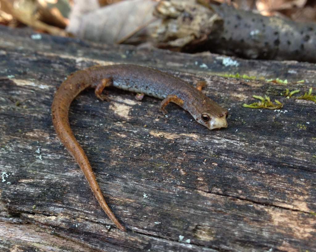 Four-toed Salamander (Hemidactylium scutatum)