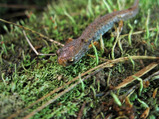 Four -toed Salamander