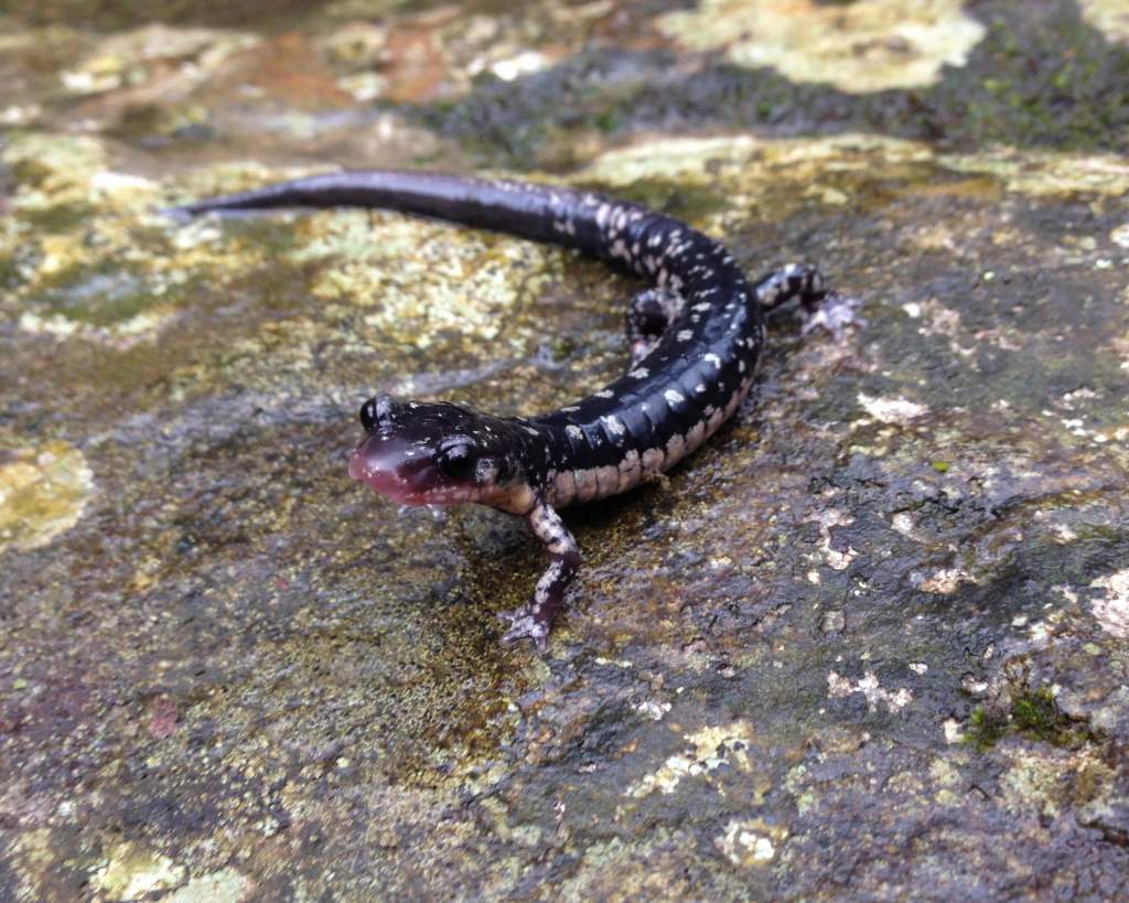 Fourche Mountain Salamander (Plethodon fourchensis)