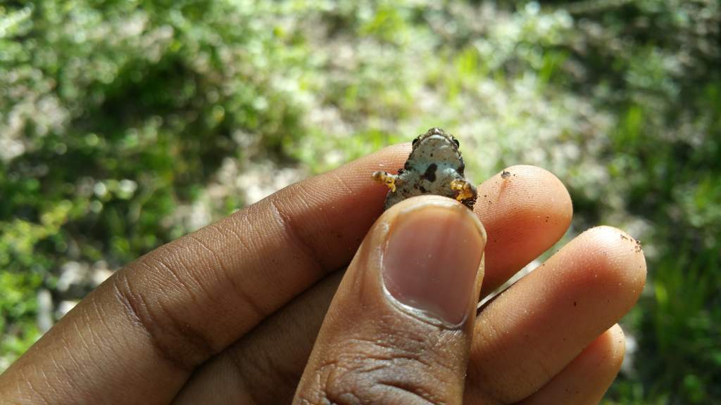 Fowler's Toad wondering how it was caught and why it was still alive