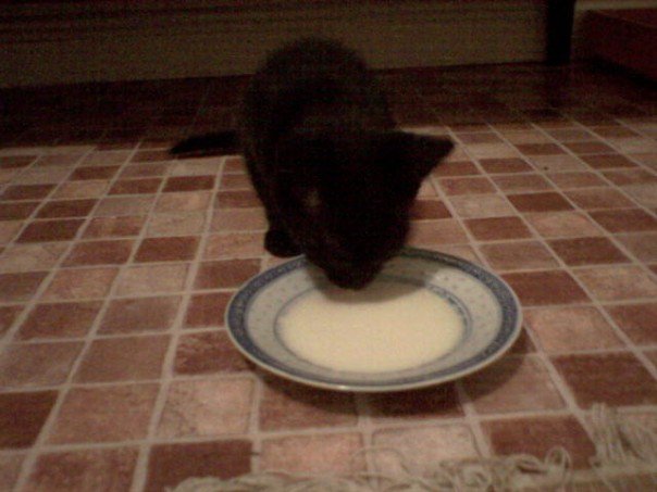 Freya lapping up her milk