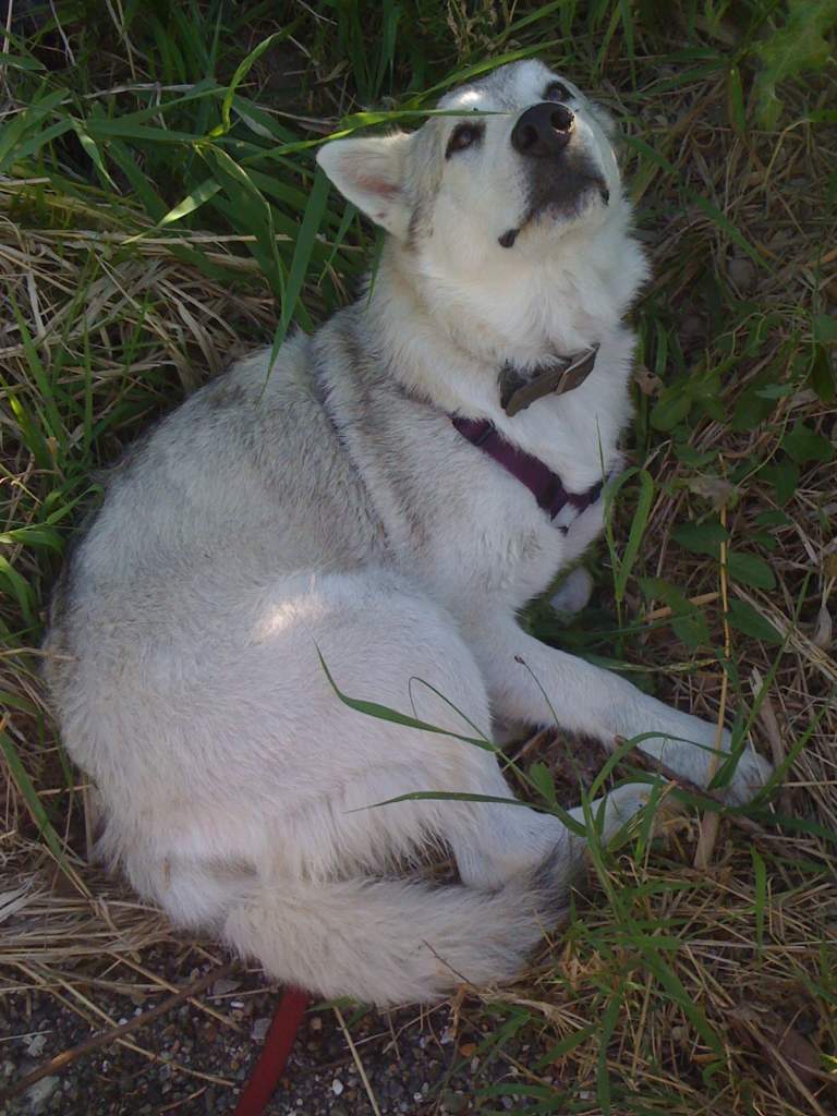 freyja, 3/4 timber wolf cross alaskan mal