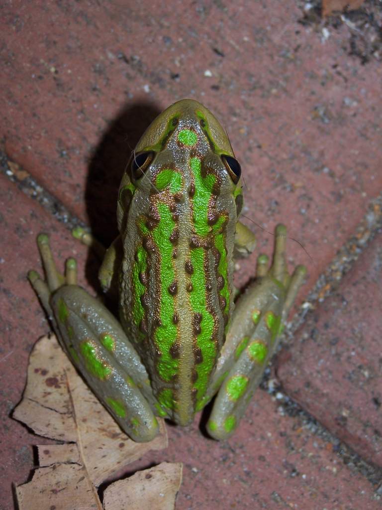 Frog 1