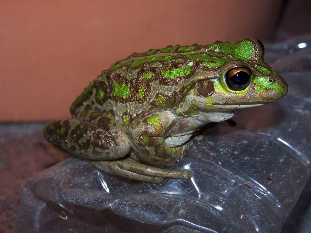 Frog 2