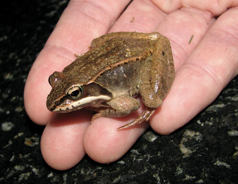 Frog ferry
Getting them safely across the road is the human contribution to this event.