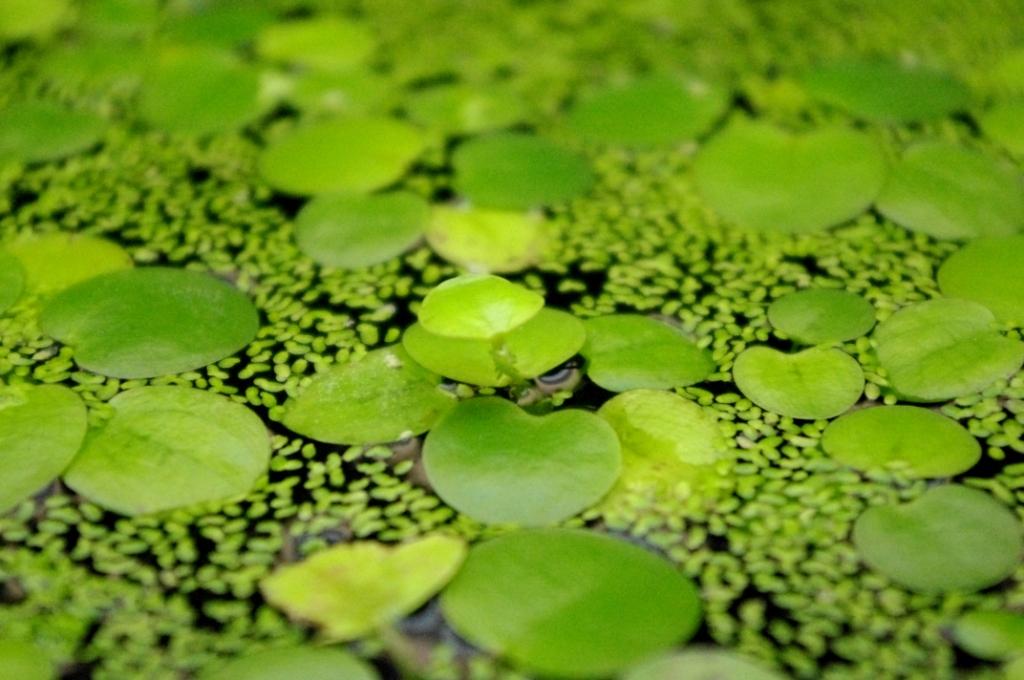 frogbit