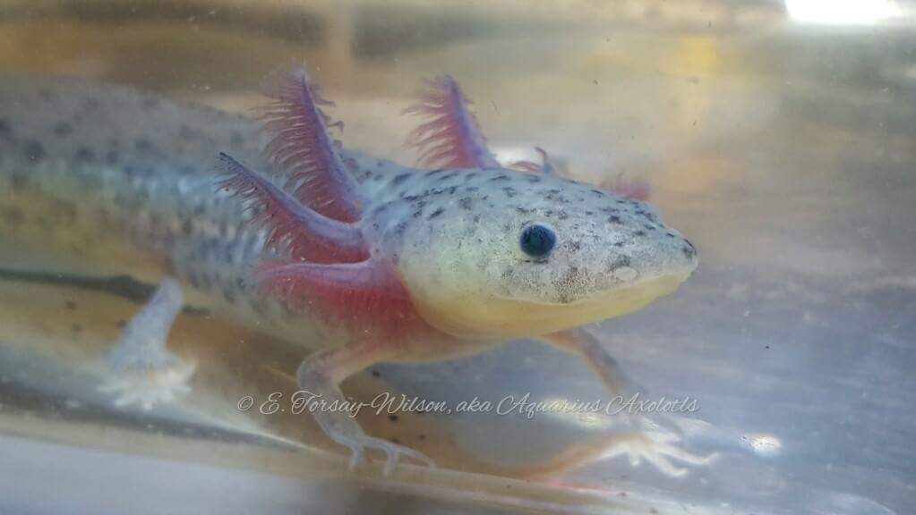 From Aquarius Axolotls