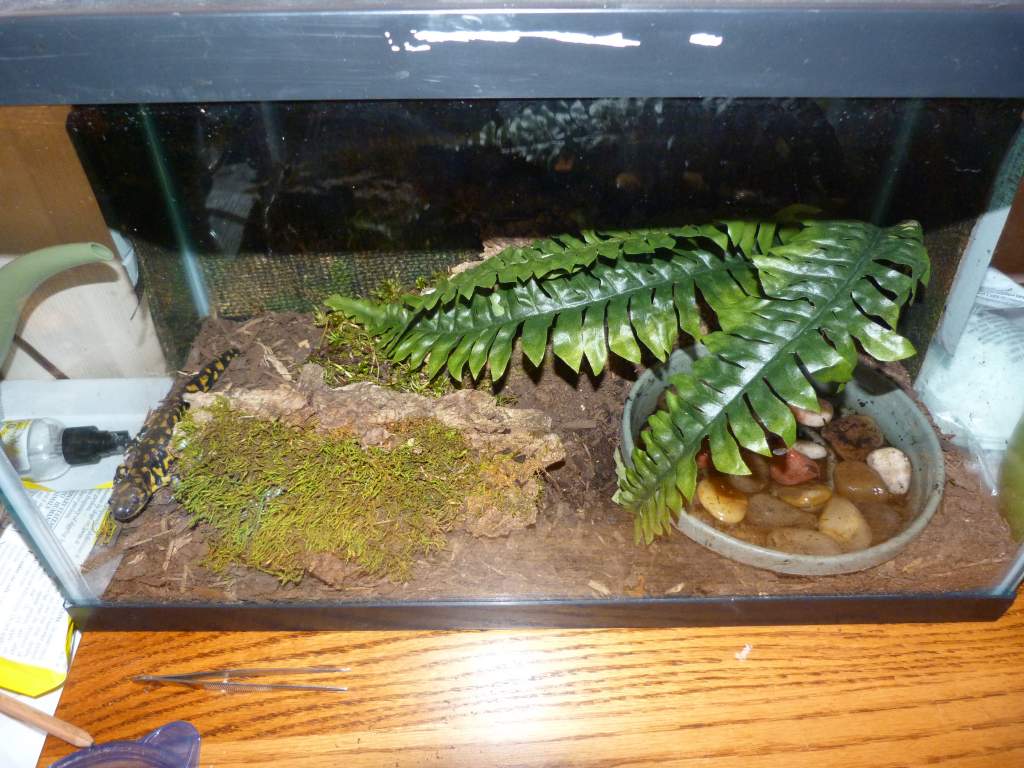 Front shot of the current A. tigrinum habitat.