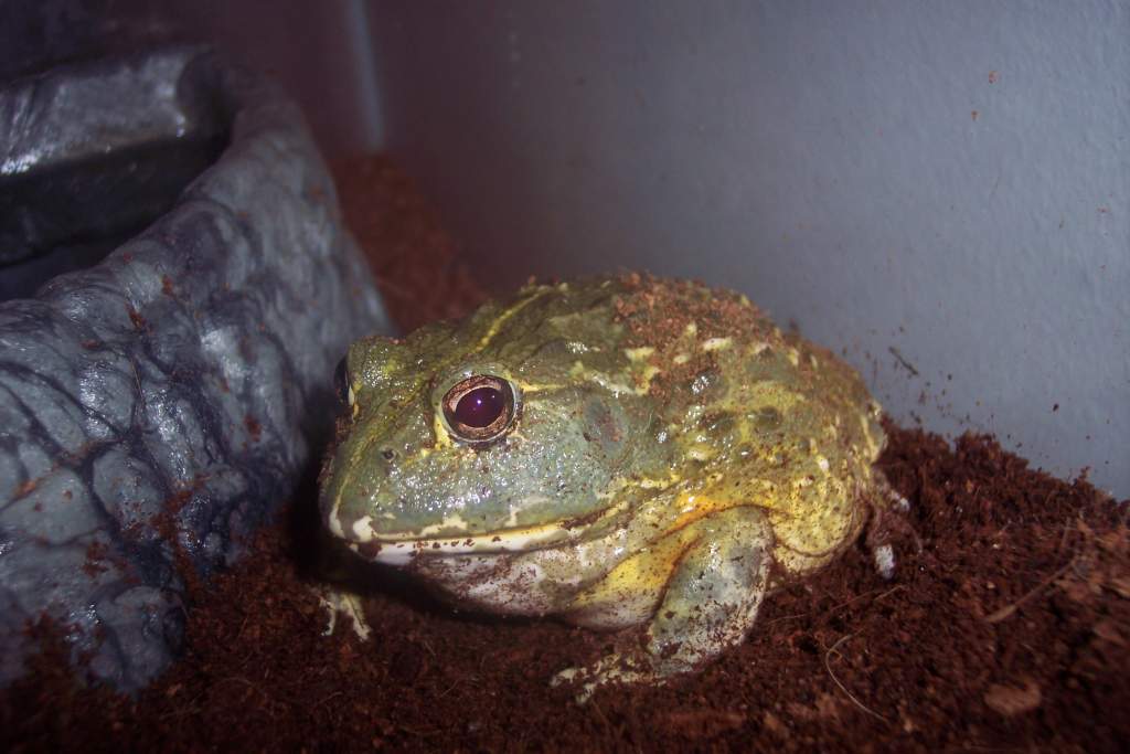 Galactus the Pyxie Frog