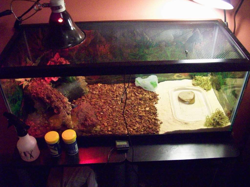 Gecko Tank