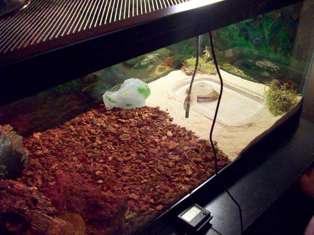 Gecko tank