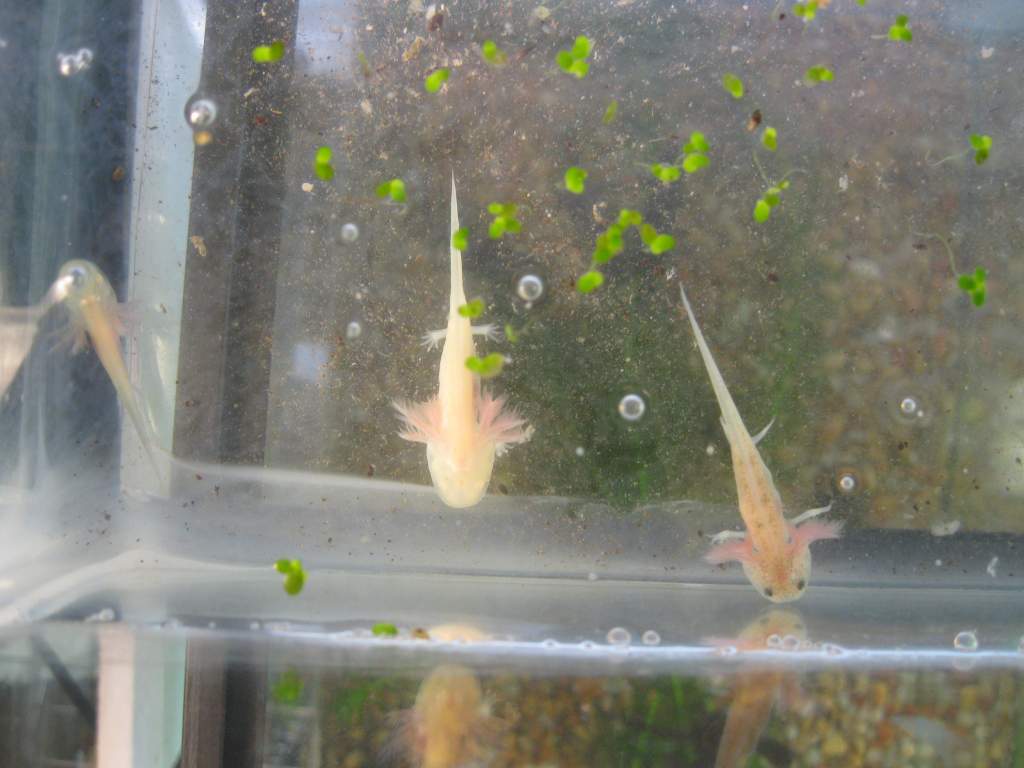 GFP axolotls; 2 albino and 1 leucistic.