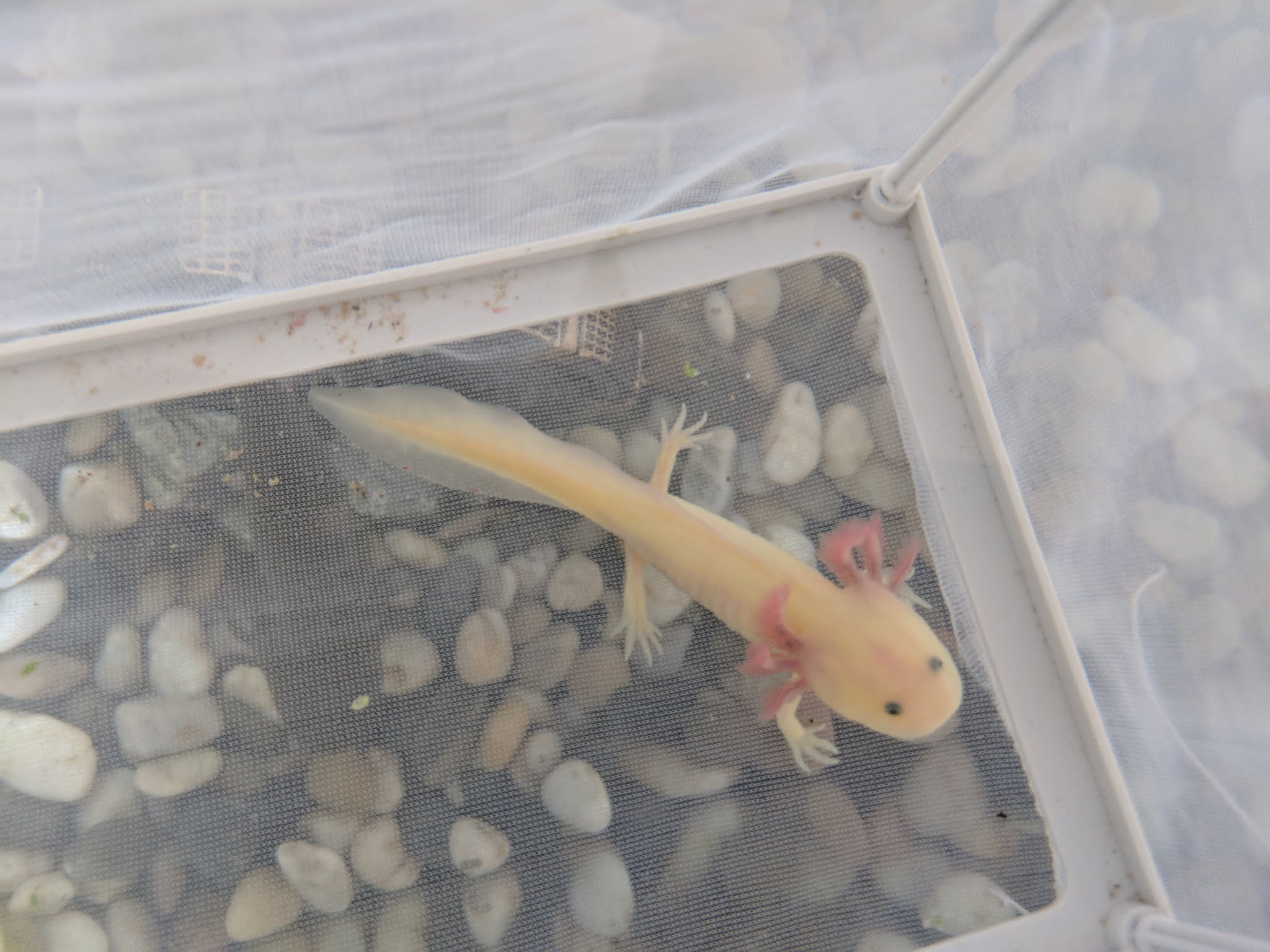 GFP blue gill leucistic juvenile