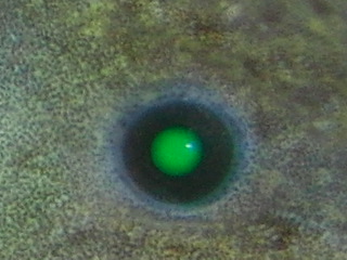 GFP eye