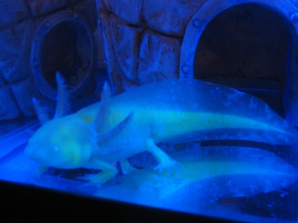 GFP gold albino axolotl "Mad Max"