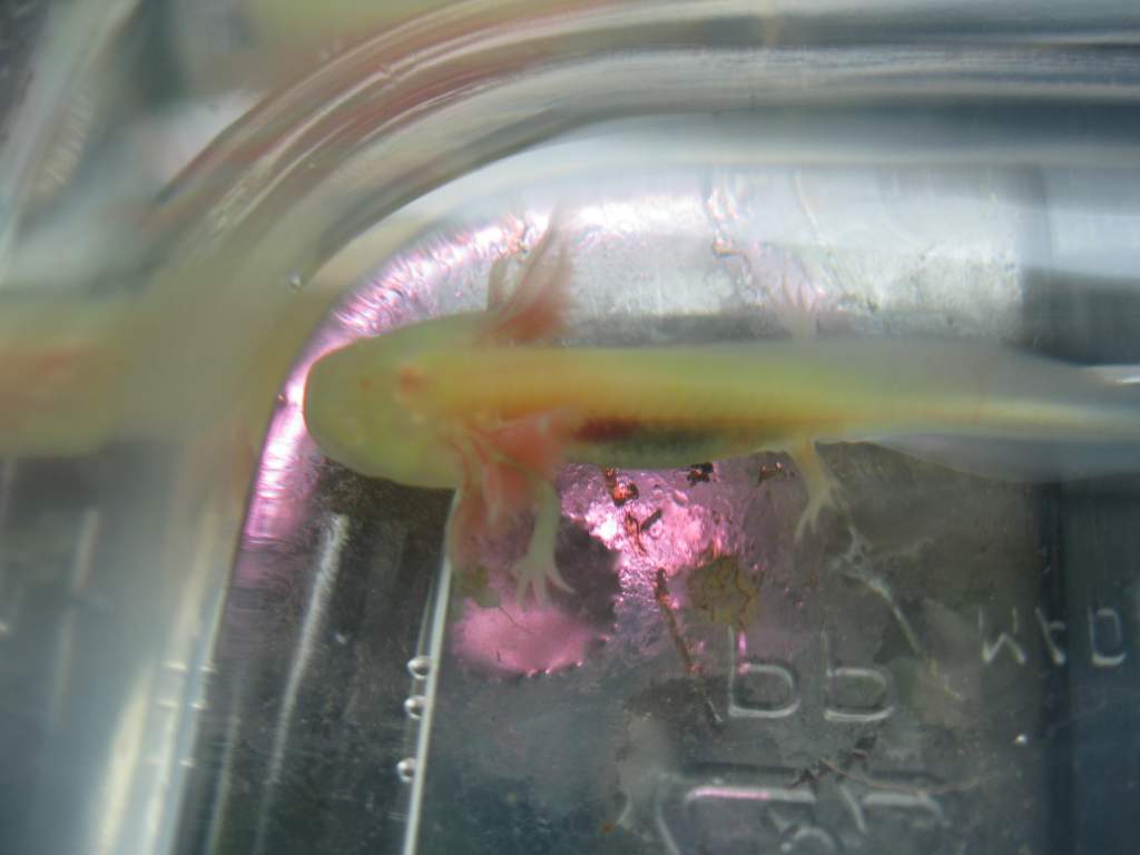 GFP golden albino axolotl