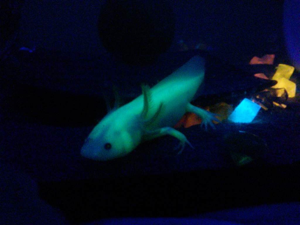 GFP leucistic axolotl under black light. My little buddy!