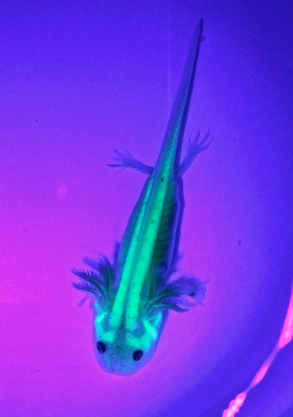 GFP Leucy