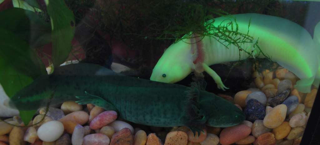 GFP Melanoid and GFP leucistic