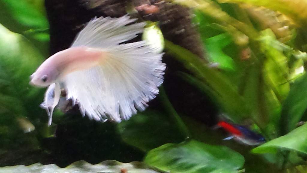 Ghost, the Betta