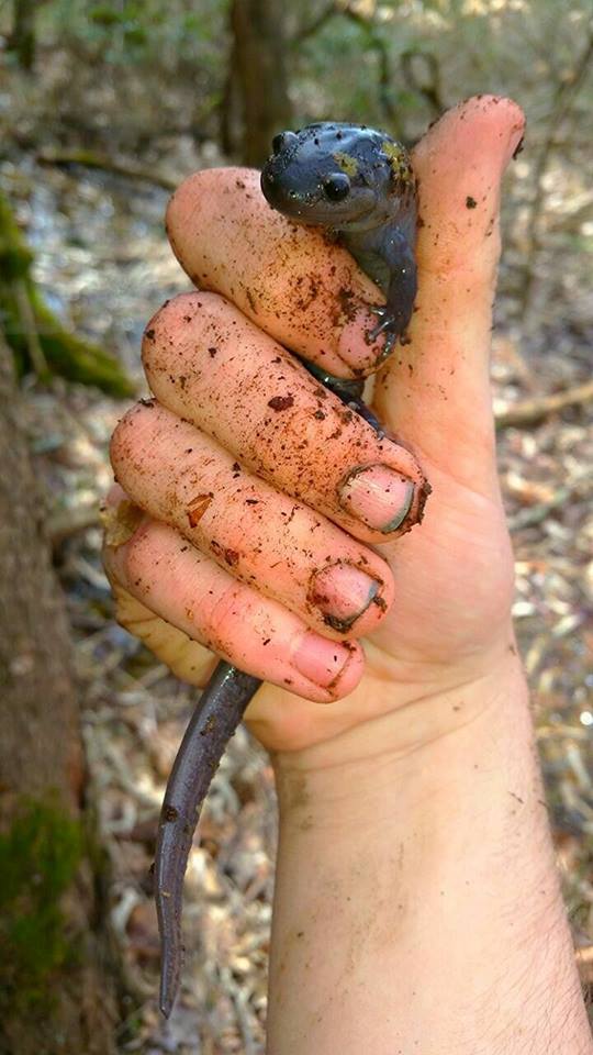 Giant maculatum