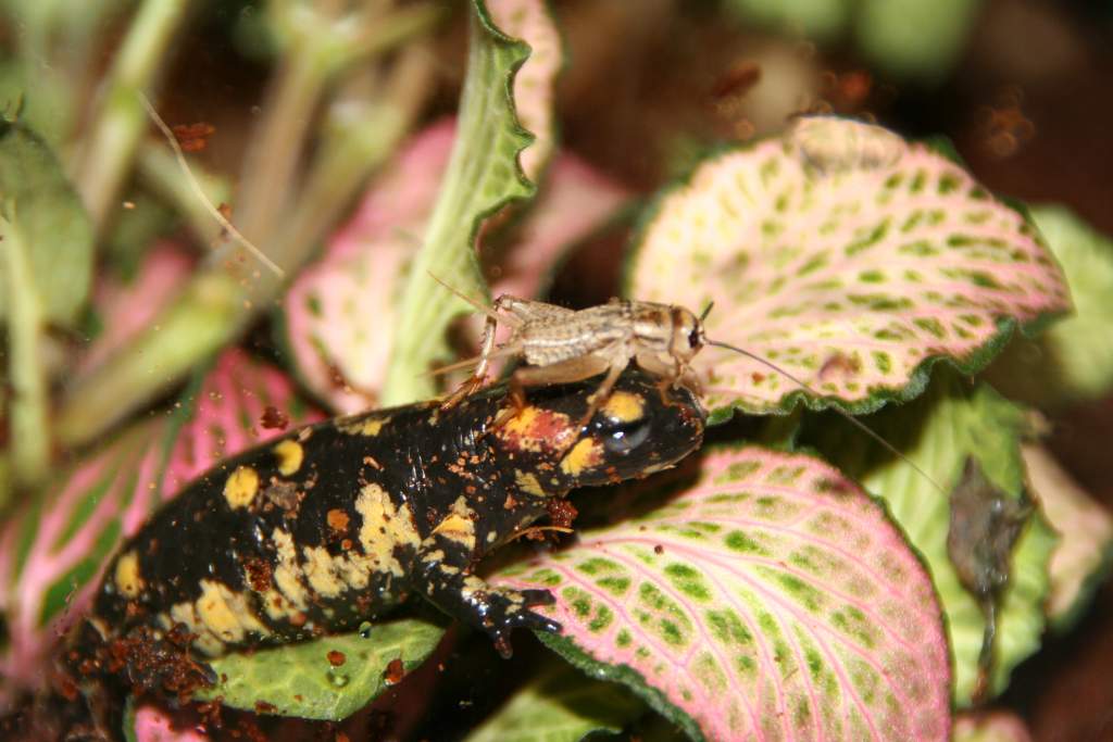 gibby the fire salamander with dinner on his head