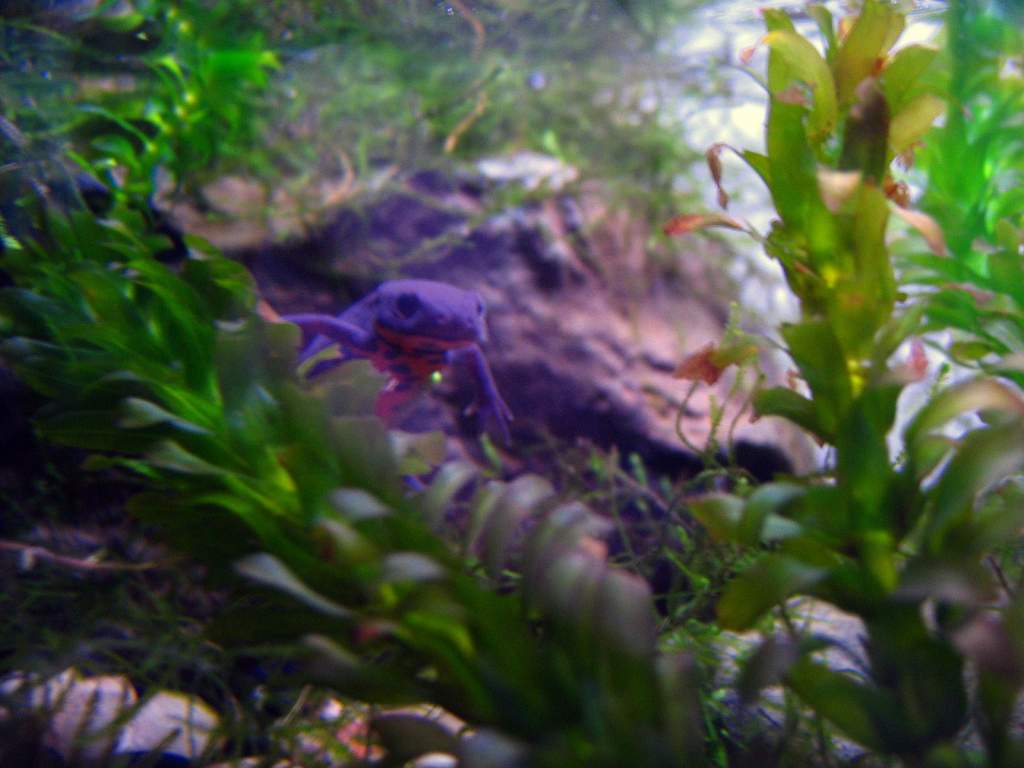 Gilbert exploring Elodea jungle.