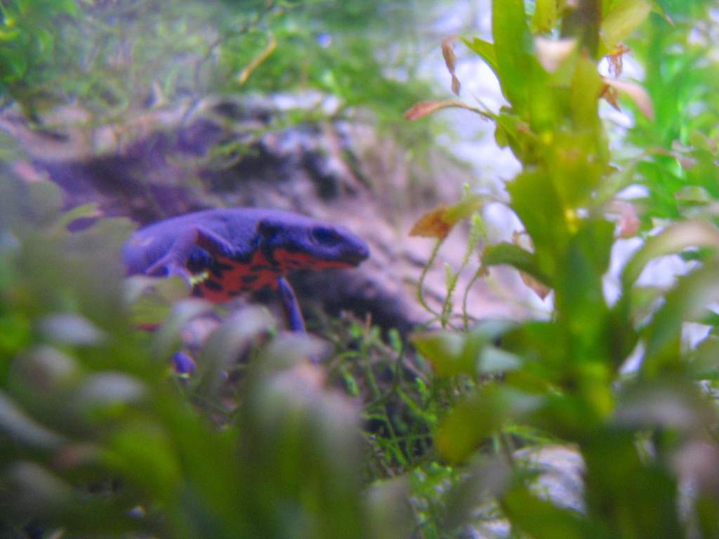 Gilbert exploring Elodea jungle.