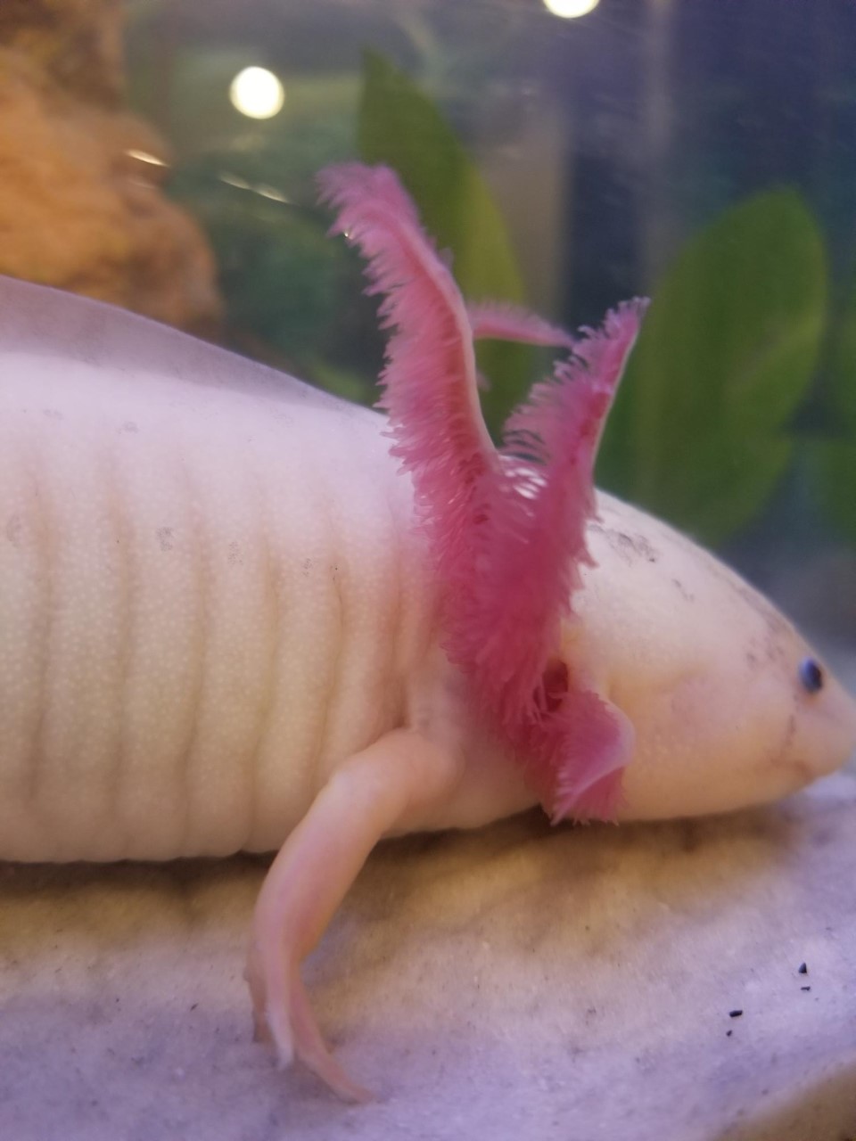 Gills are getting fluffier