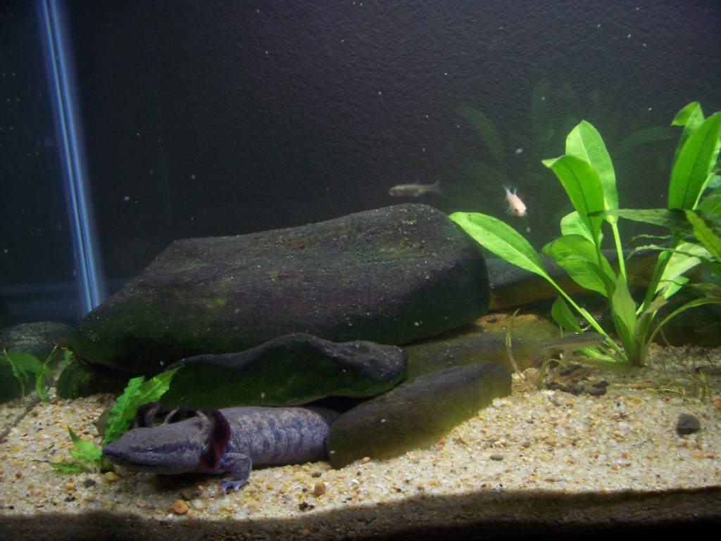 Ginger's tank-left side