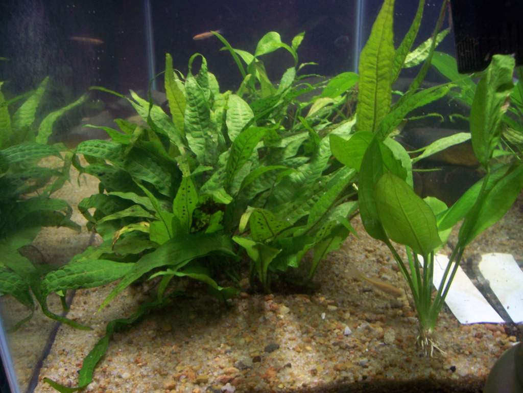 Ginger's tank-right side