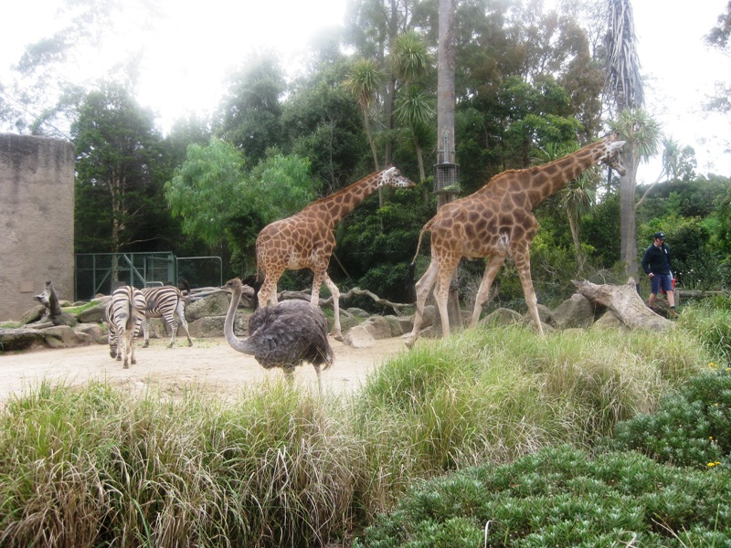 Giraffes, an Ostrich, Zebras and Guinea Fowl.