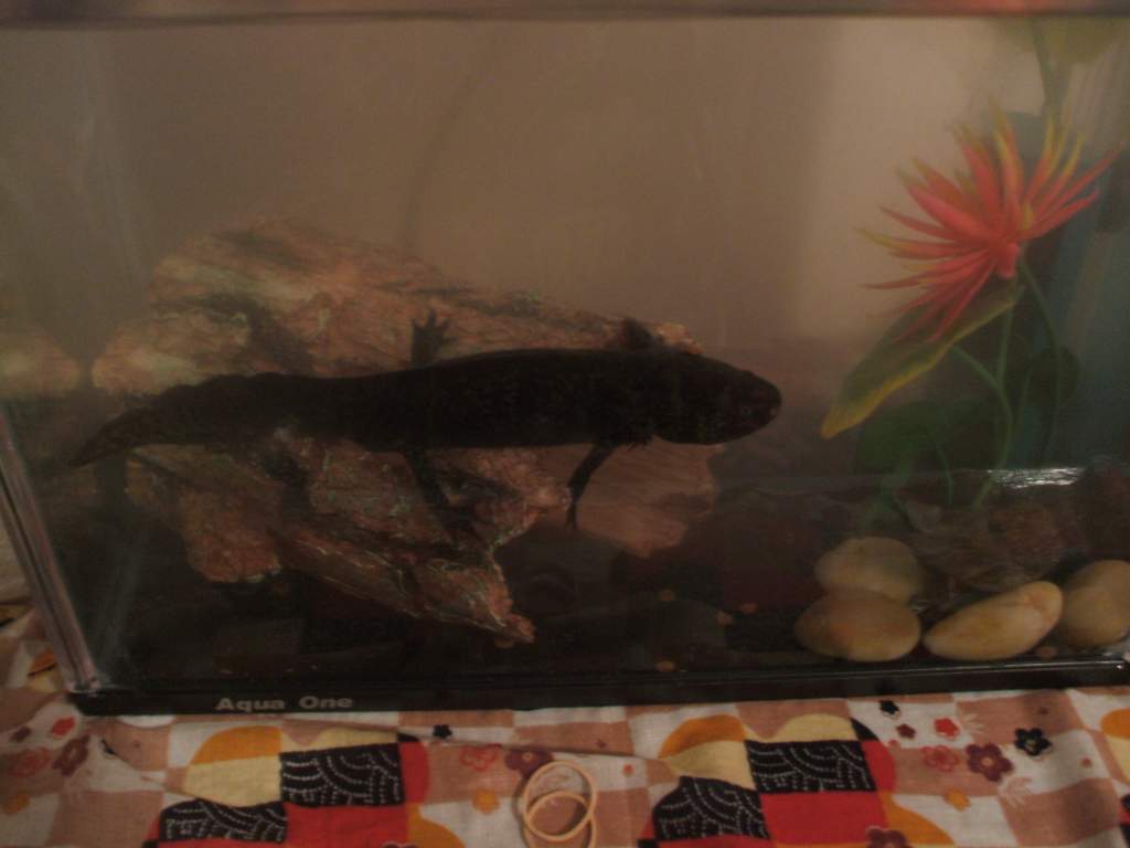 glom in his original crappy tank