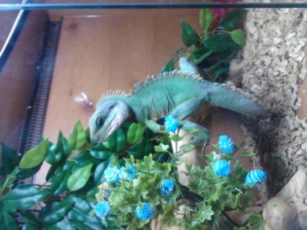 Godzila our Chineese Water Dragon