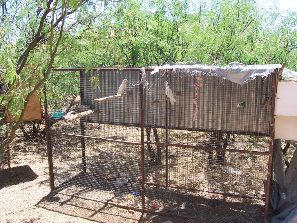 Goffin Cockatoos - we pick these up 5/7/09 - not ours yet