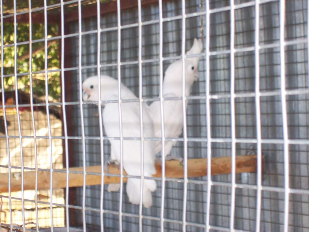 Goffin Cockatoos