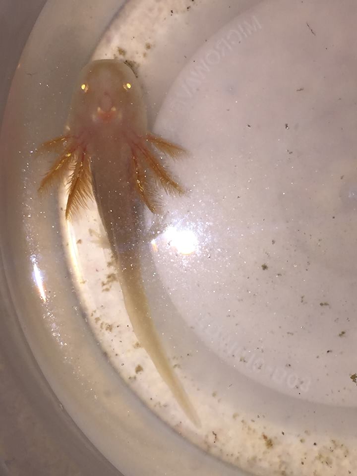 Golden Albino - approximately 2" - 3/10/18

picture taken a few hours after eating pellets