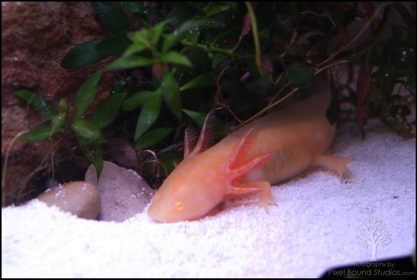 Golden Albino Axolotl