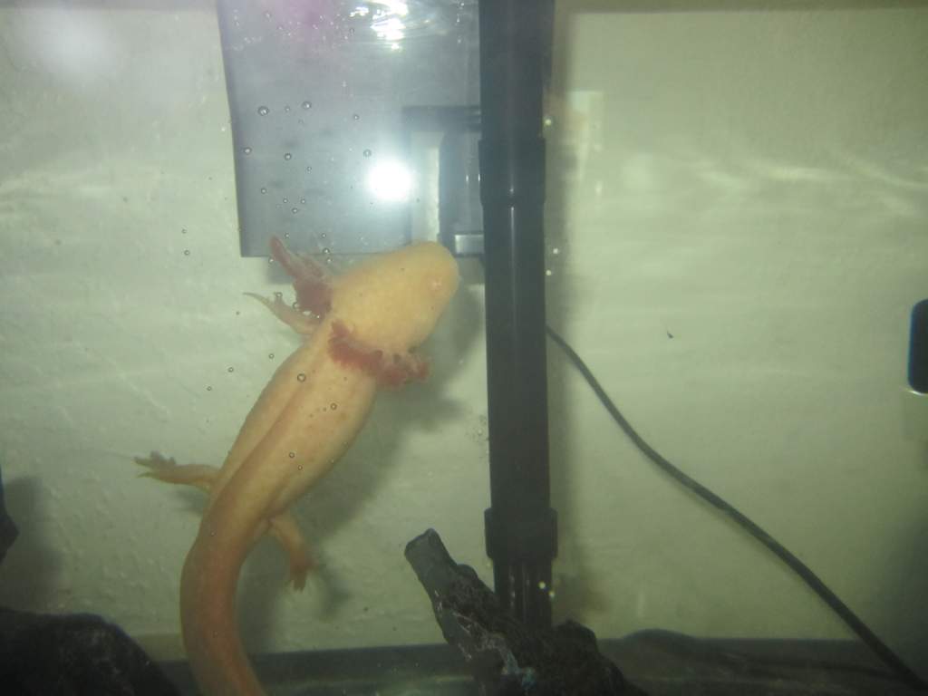 Golden Albino Female Al laying eggs