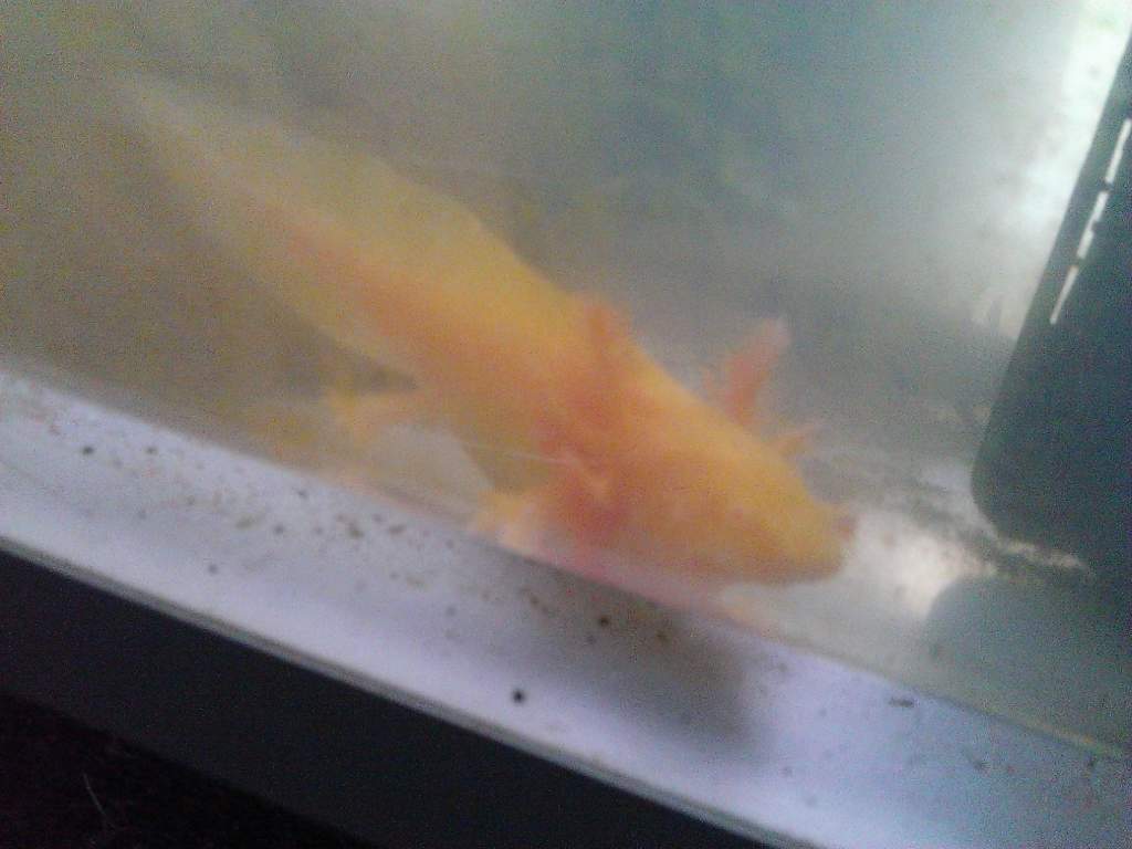 Golden Albino Juvenile