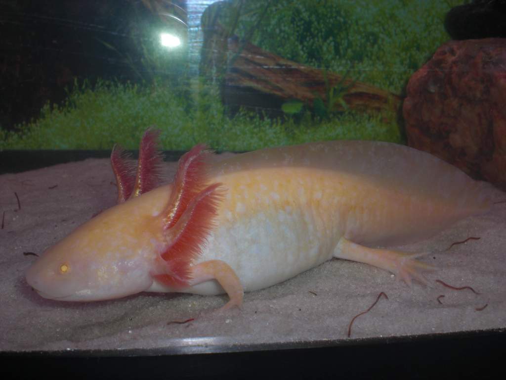 Golden Albino w/ flash