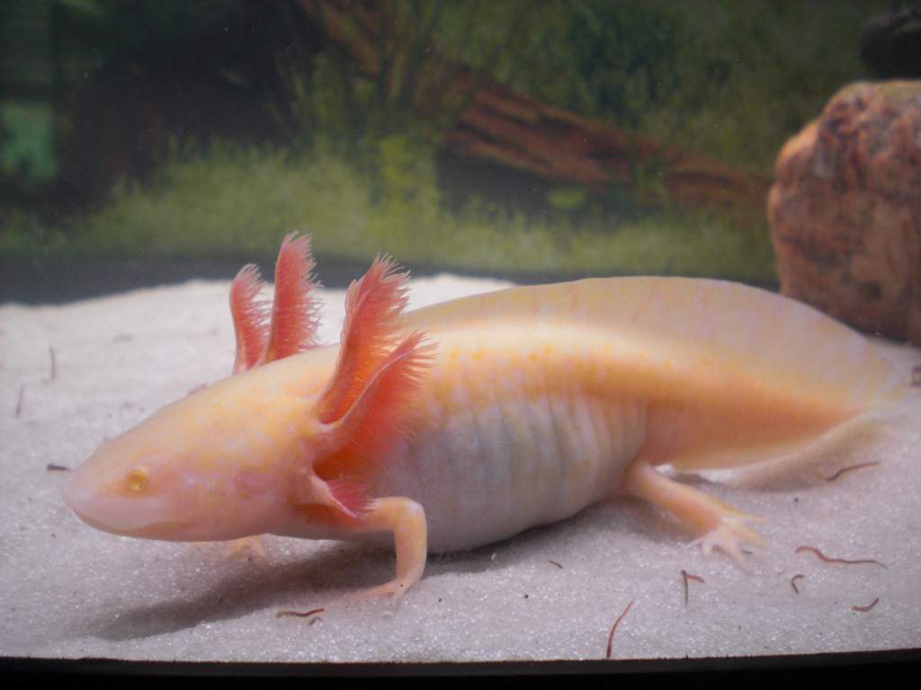 Golden Albino w/out flash