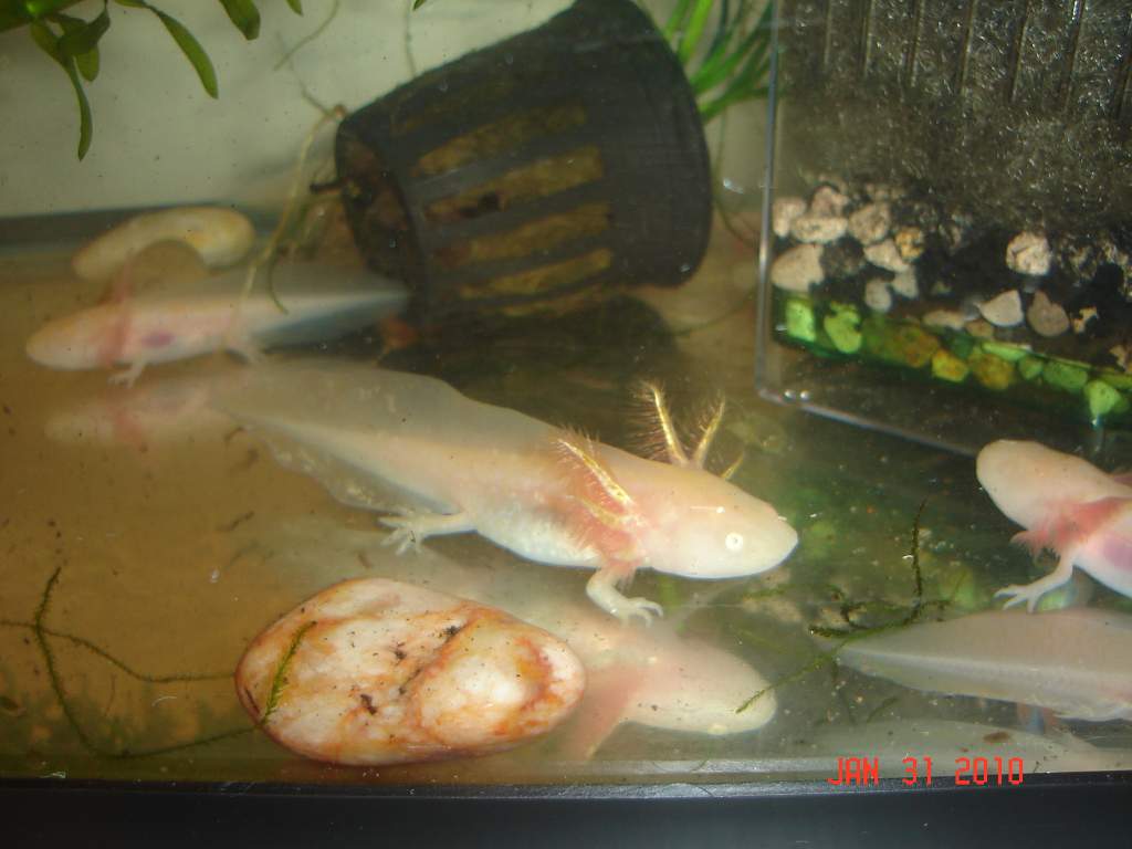 Golden female/Albino male