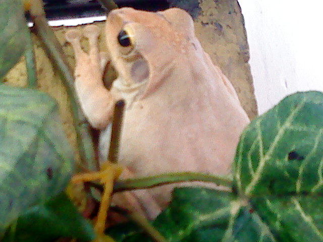 Golden gliding tree frog