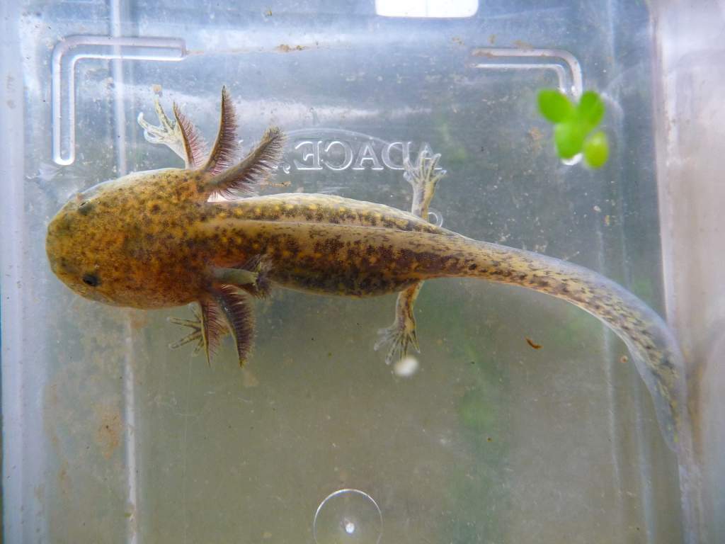 Golden Green Axolotl 01