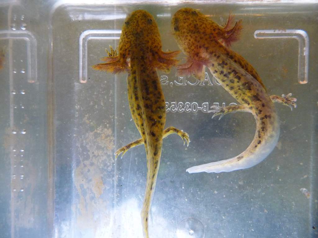 Golden green Axolotl 02