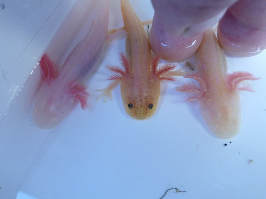 golden leucistic among standard albino and golden albino, all from the same hatching