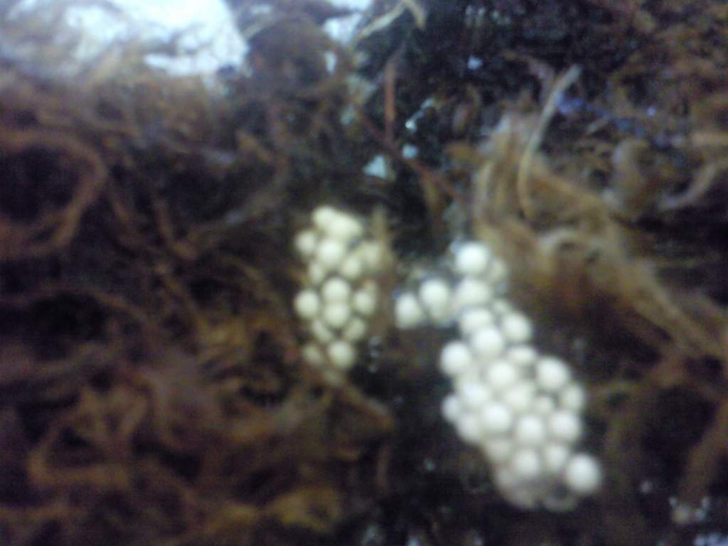 Golden mantella eggs 2011